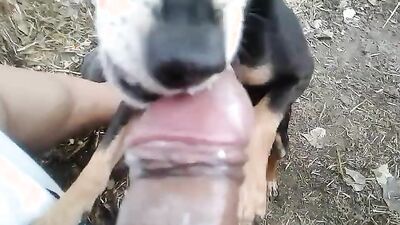 1 girl 5 dog: bestiality video rule