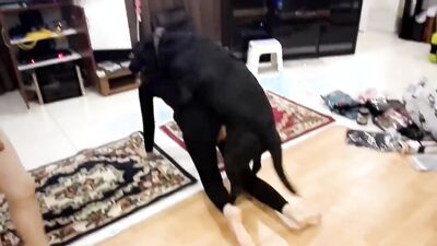 New zoo porn: dog fuck face girl