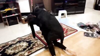 New zoo porn: dog fuck face girl