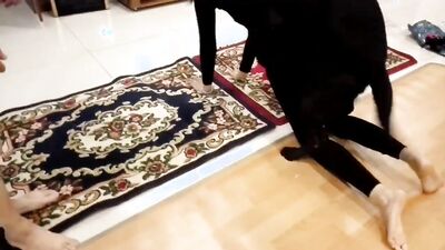 New zoo porn: dog fuck face girl
