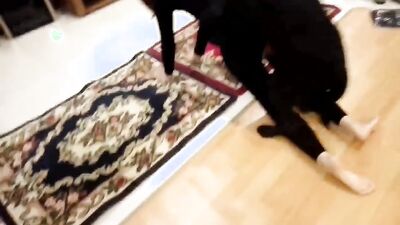 New zoo porn: dog fuck face girl