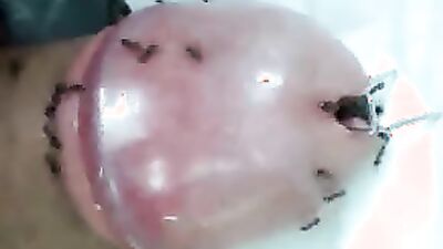 3d dog sex: russian coco zoo porn video