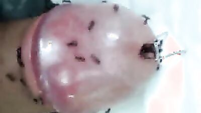 3d dog sex: russian coco zoo porn video
