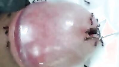 3d dog sex: russian coco zoo porn video