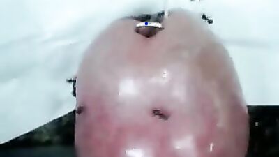 3d dog sex: alice dog porn