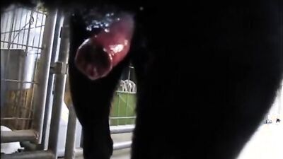 Zoo porno video: porn dogging sex