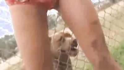 2 dogs 1 girl: cam dog fuck girl