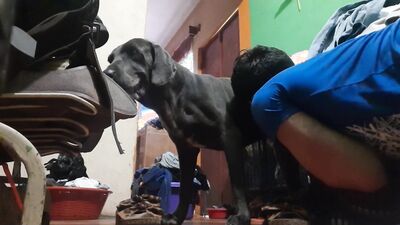 Art of zoo porn: sex dog s