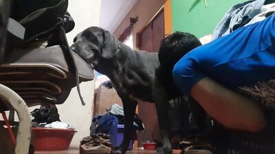 Art of zoo porn: sex dog s