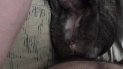 Dog fuck girl: having sex with animals