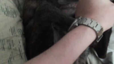 Dog fuck girl: having sex with animals