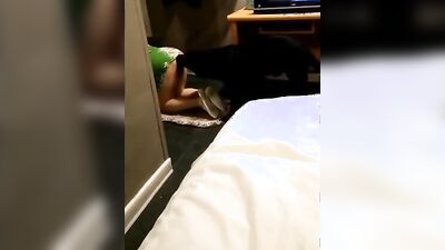 Bestiality comics: pullout compilation zoo porn