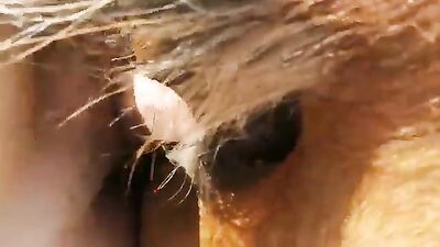 Dog sex video: anime animals sex video