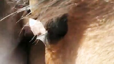 Dog sex video: anime animals sex video