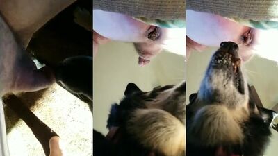 Zoophilia: animal sex live