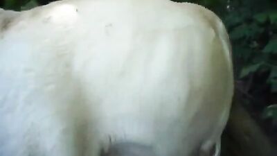Dog licking girl: comix dog porn