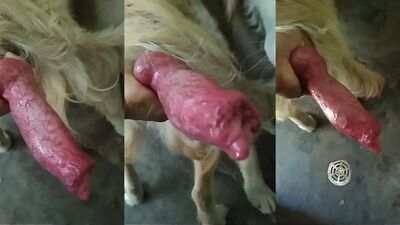 Dog's porn: male sex animals