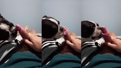Porn bestiality: zoo dog sex hd 1080p