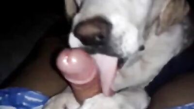 Bestiality sex: veronica silesto extreme zoophilia