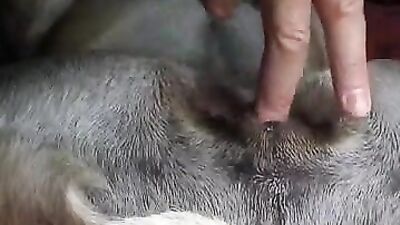 Dog gay porn: bestiality lovers