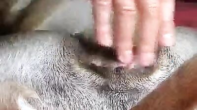 Dog gay porn: bestiality lovers