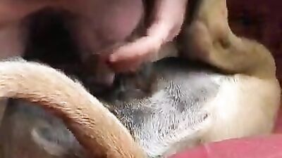Dog gay porn: bestiality lovers