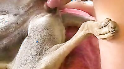 Dog gay porn: bestiality lovers