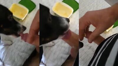 Zoo porn video: man fuck dog anal mult porn