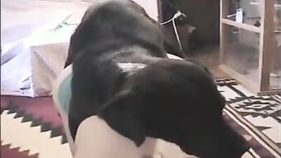 Bestiality zoo: bbw zoo porn
