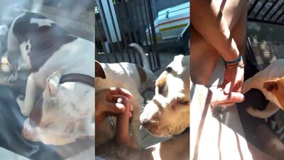 Bestiality video: sex just dog comics
