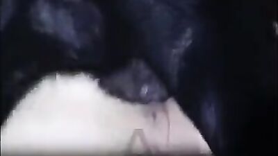 Dogs having sex: male bestiality