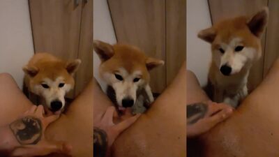 New zoo porn: bestiality red