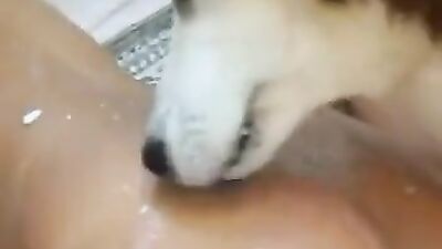 2 dogs 1 girl: porn animals cat