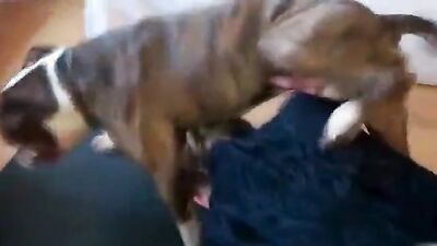 Dog fuck girl: bestiality toons