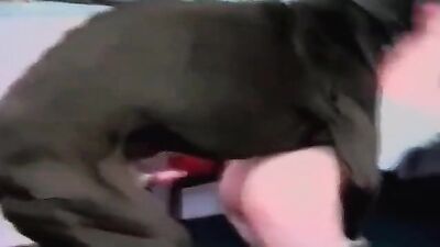 Animal cross porn: animated dog sex