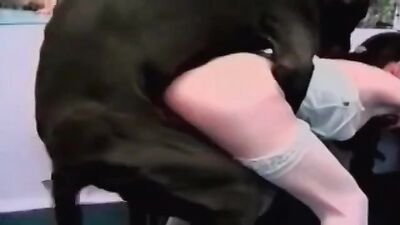 Animal cross porn: animated dog sex
