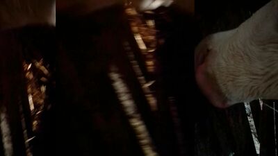 Art of zoo porn: threesome dog sex