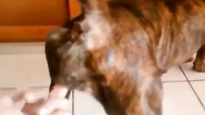 2 dogs 1 girl: hentai zoophilia 3d porno