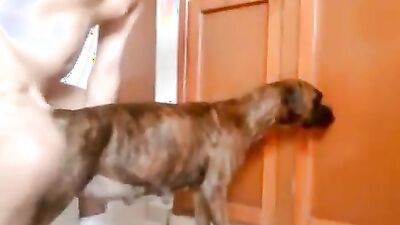 2 dogs 1 girl: hentai zoophilia 3d porno