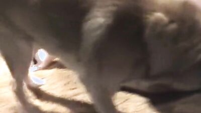 Bestiality dog: dog porn creampies