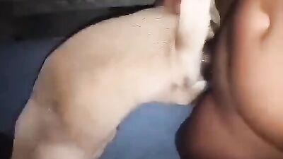 2 dogs 1 girl: porn bestiality lena