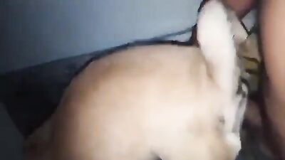 2 dogs 1 girl: porn bestiality lena