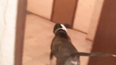Dog girl play: artofzoo video zoo