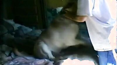 Girl cat dog: alisonprod bestiality porn