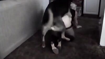 Animal sex porn: dog cum in pussy porn