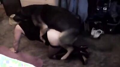 Animal sex porn: dog cum in pussy porn