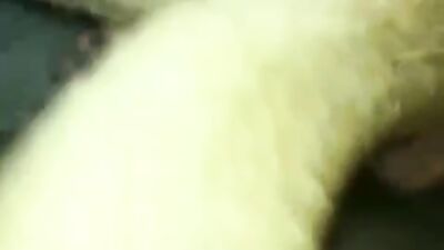 Dog pussy girls: dogs licking young girls
