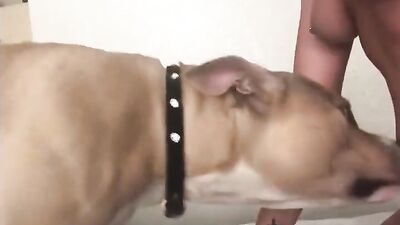 Zoo sex porn: animal porn pack