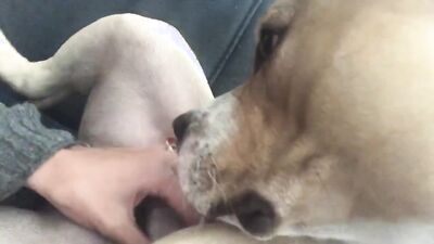 Zoo sex porn: animal porn pack