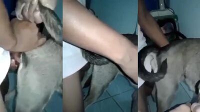 Dog sex porn: zoo porn home new